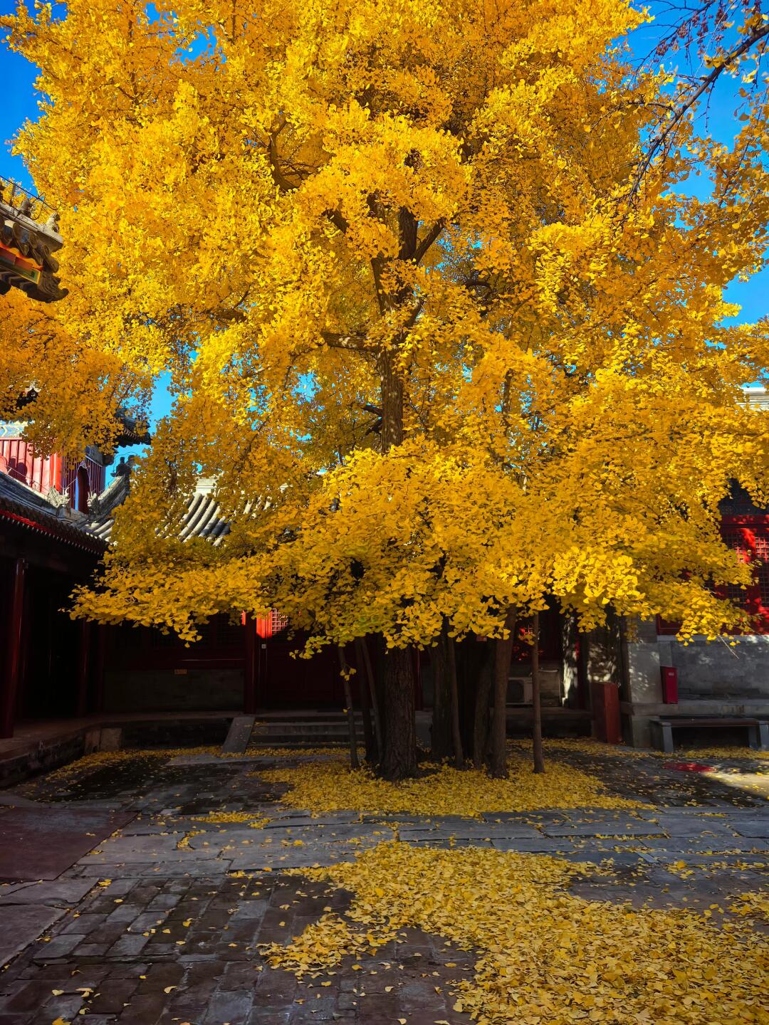 承恩寺限时免费开放,邀您欣赏古寺之秋🍁