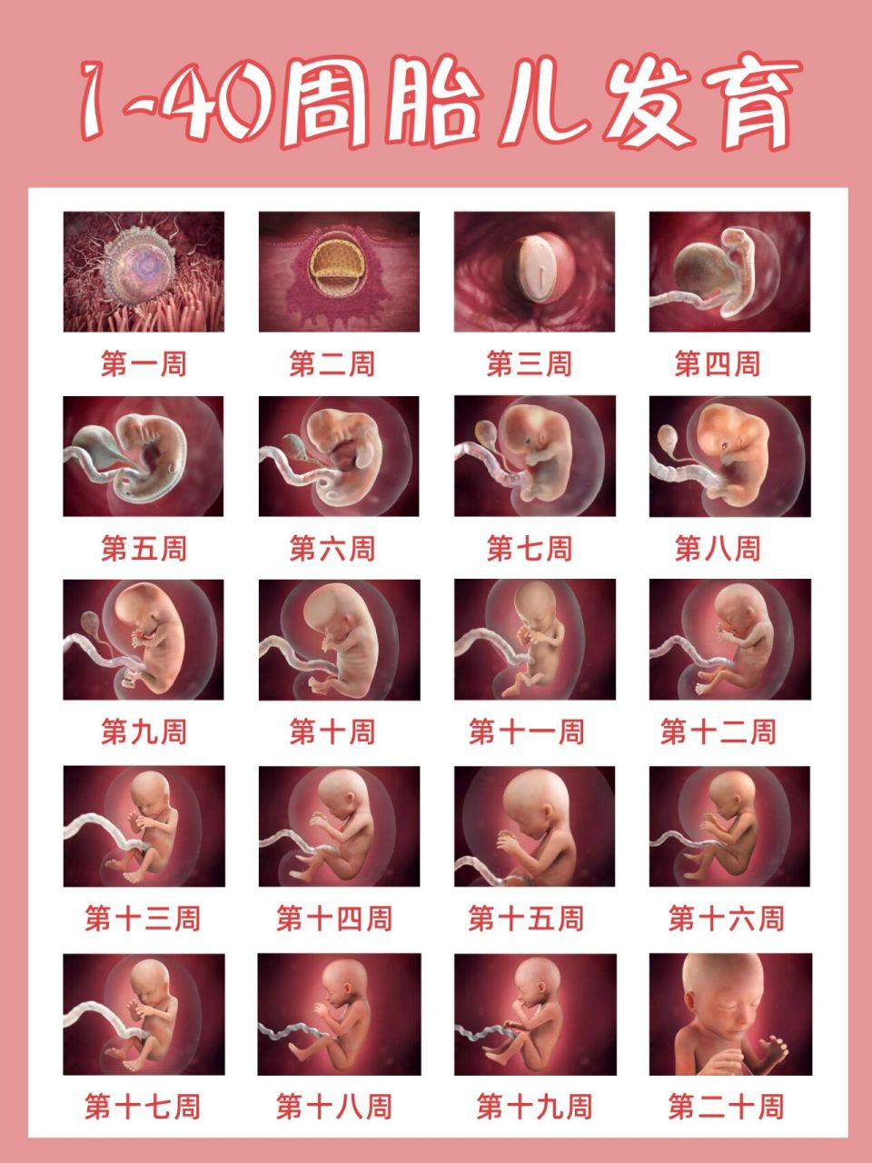 怀孕1到40周胎儿发育图图片