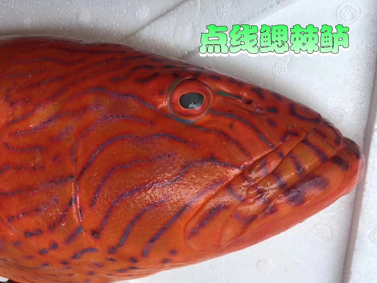 100种深海鱼-22/100 深海鱼介绍-花面星斑 学名:豹点线鳃棘鲈 目:鲈