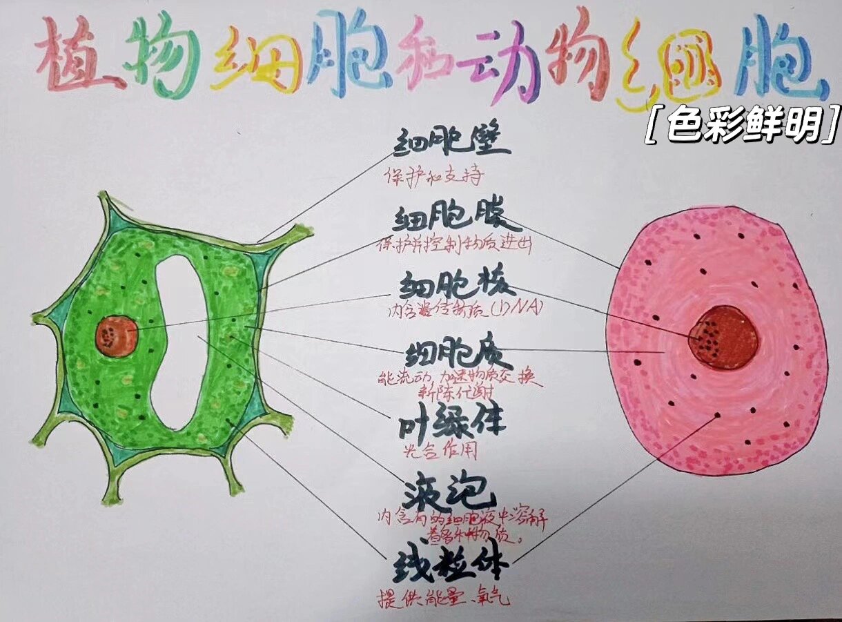 细胞体结构图片