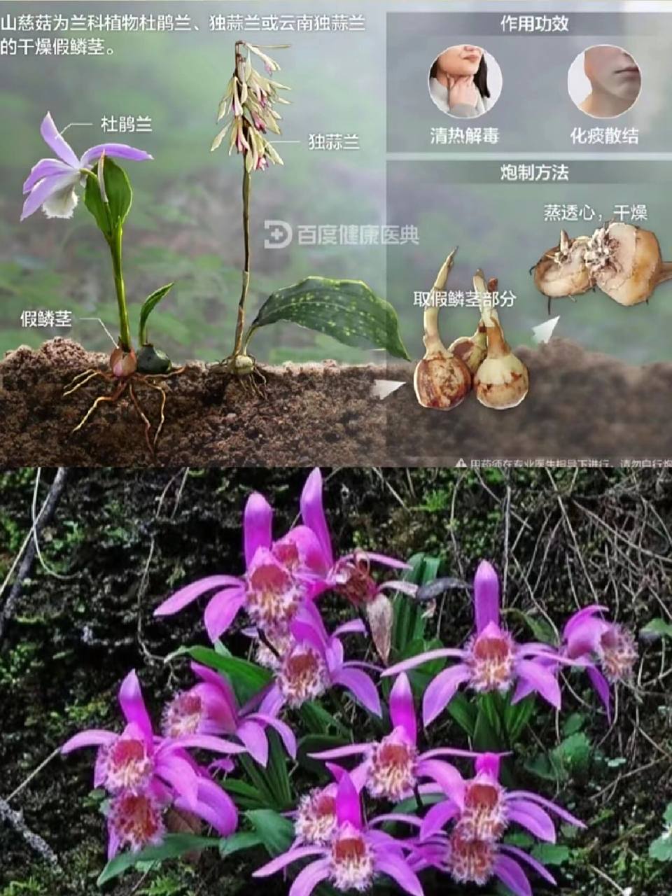 每天认识一种中草药【山慈菇】97 93别名:金灯,山茨菇,毛慈菇