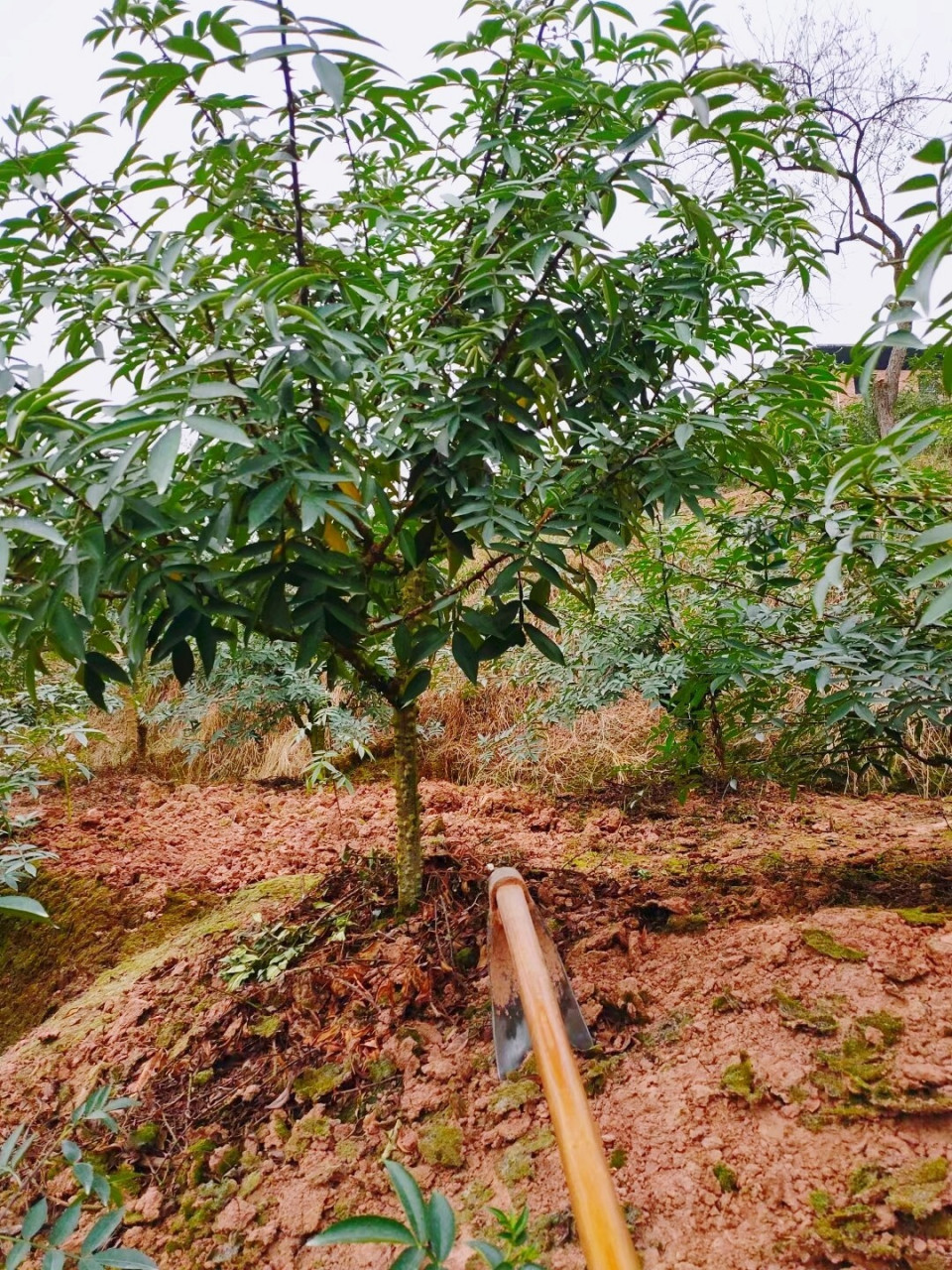 花椒苗培植图片