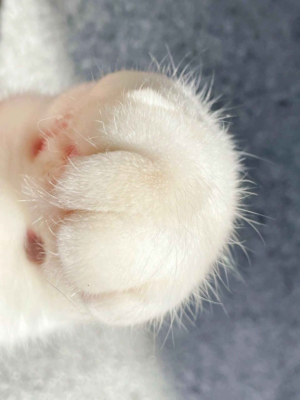 猫爪开花全过程 春天到了 山竹也该开花了 .