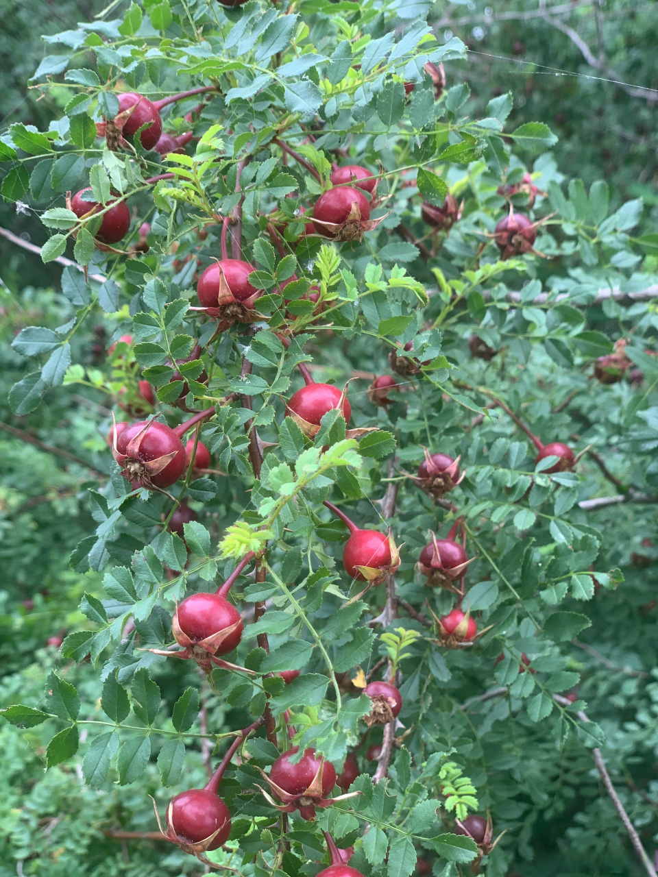 落红不是无情物,化作春泥更护花.山刺玫
