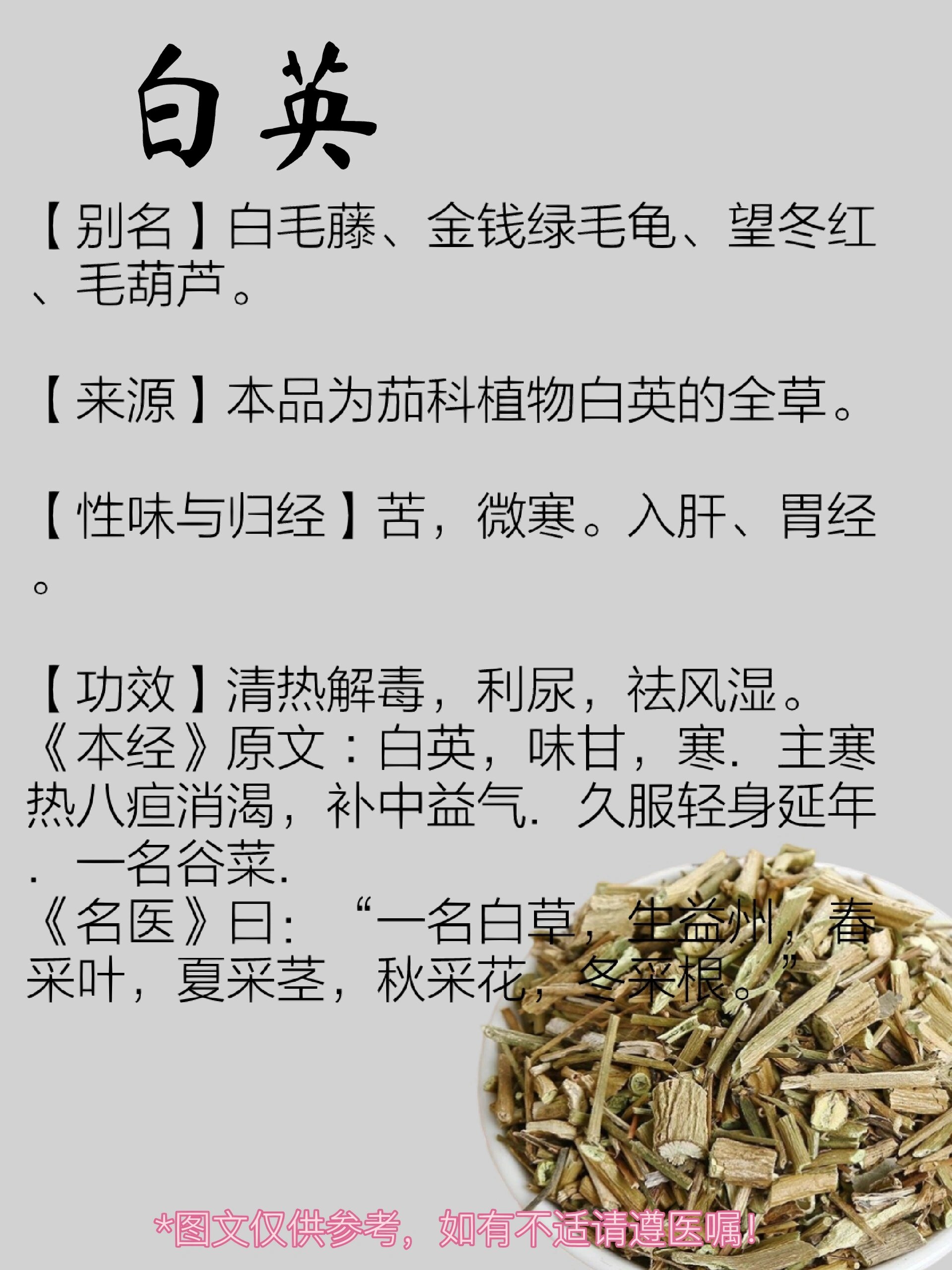 中药白头翁图片及功效图片