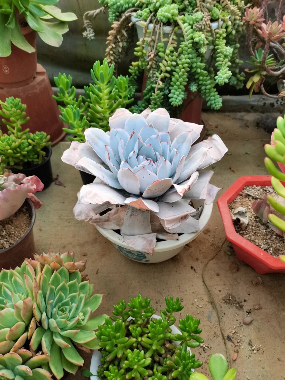 广寒宫多肉好养吗   不得不说广寒宫真的仙气飘飘,,还是霜之朝好看