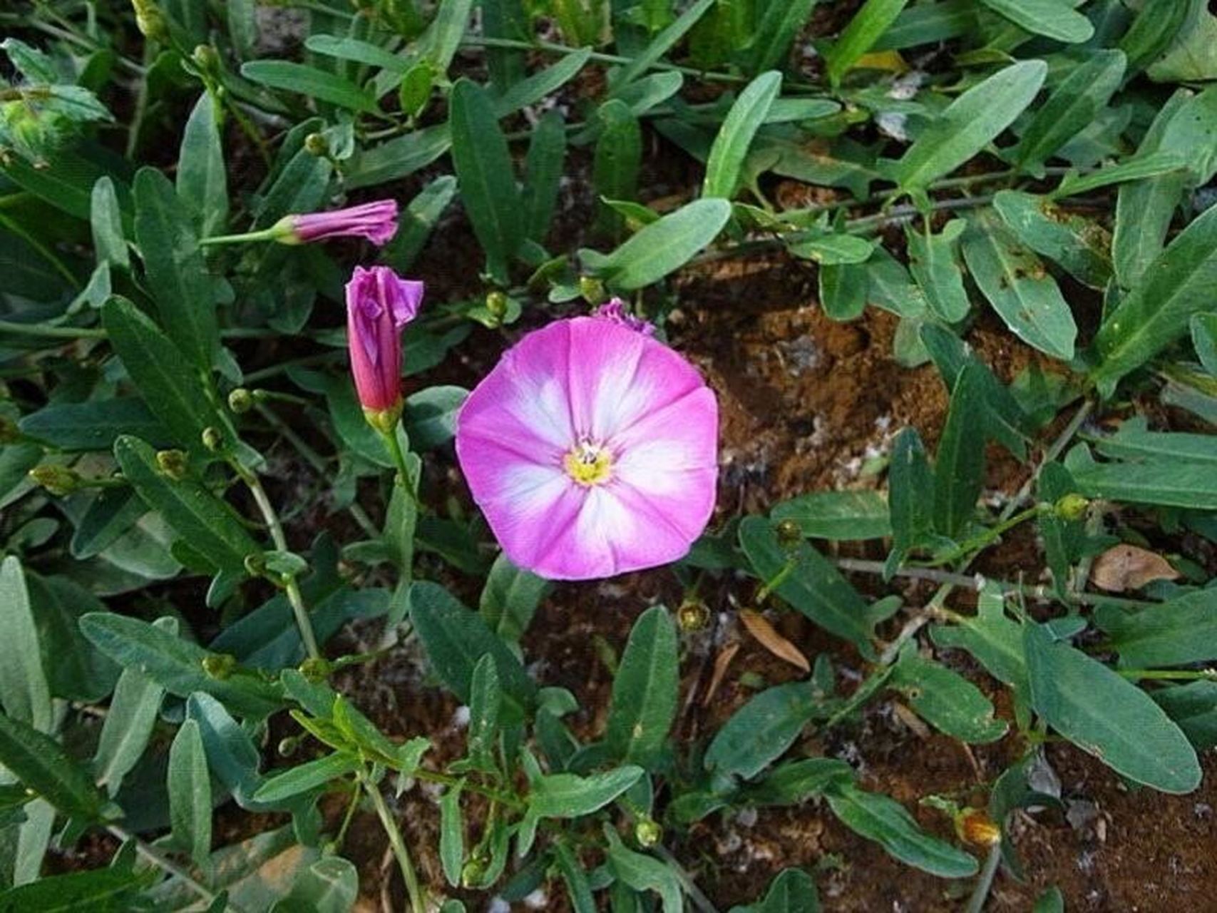 常见旋花科植物图片