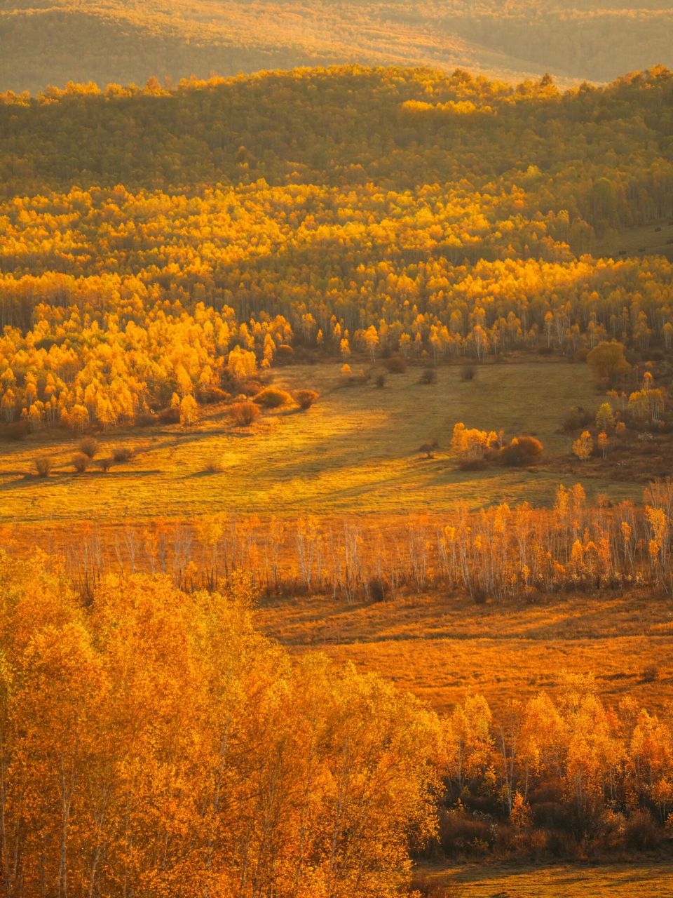 秋天要选一个地方去旅行,那我推荐你来大兴安岭看一场白桦林的绝美