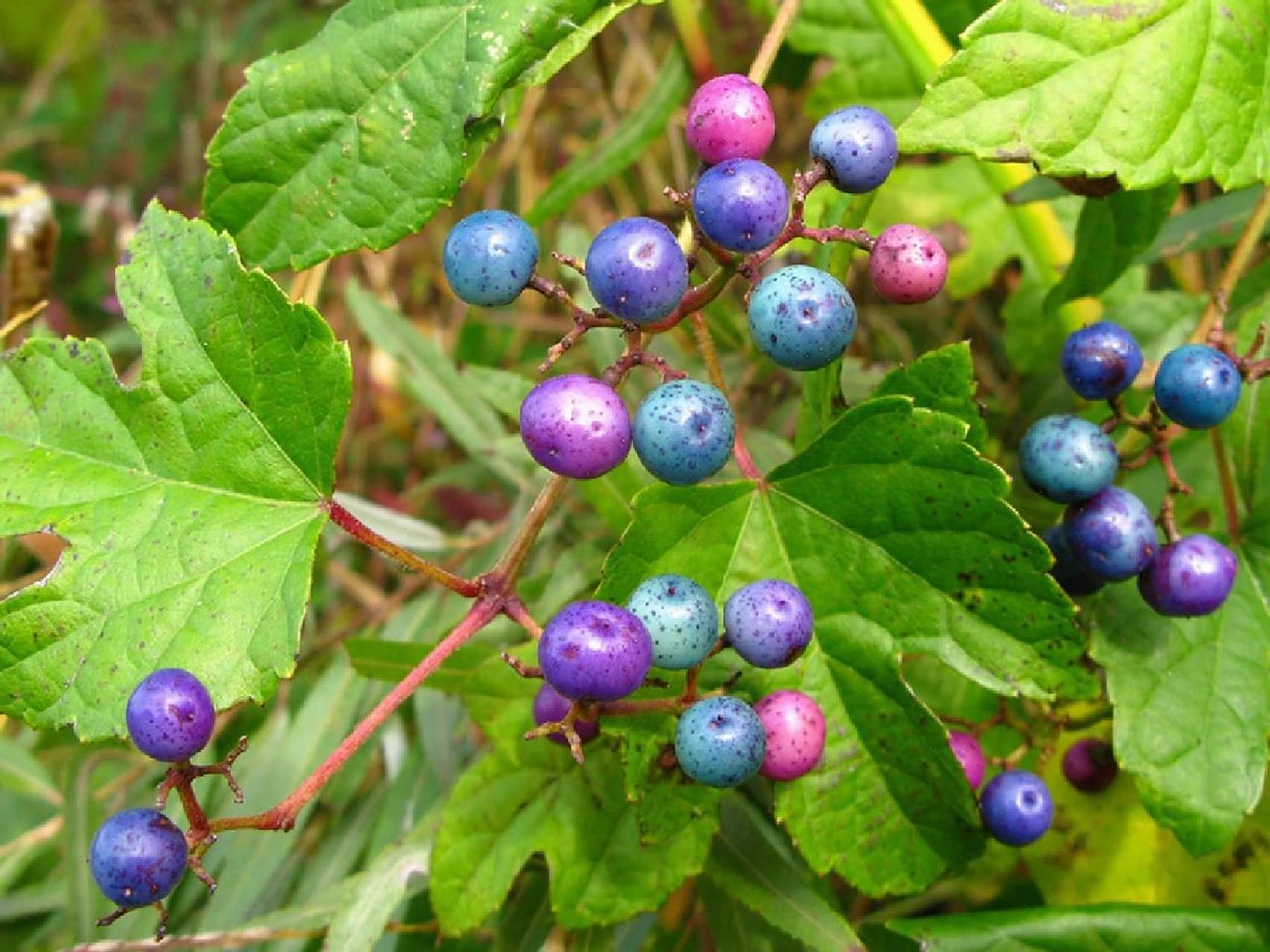 植物介绍——三裂蛇葡萄 三裂蛇葡萄自西南,华南至东北广泛分布.