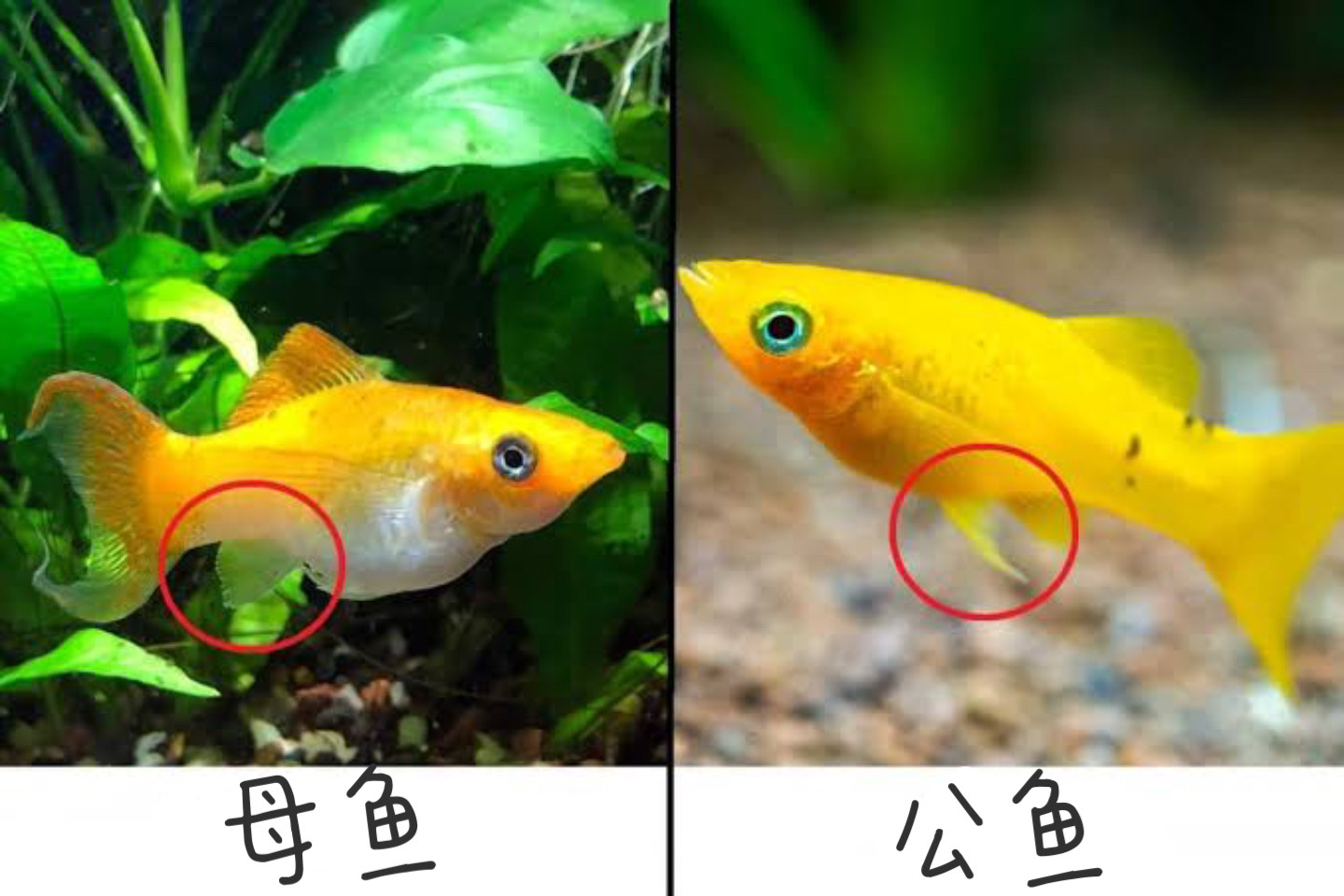 玛丽鱼怎么分公母|看臀鳍判断最准确 玛丽鱼判断公母方法: 玛丽鱼可以