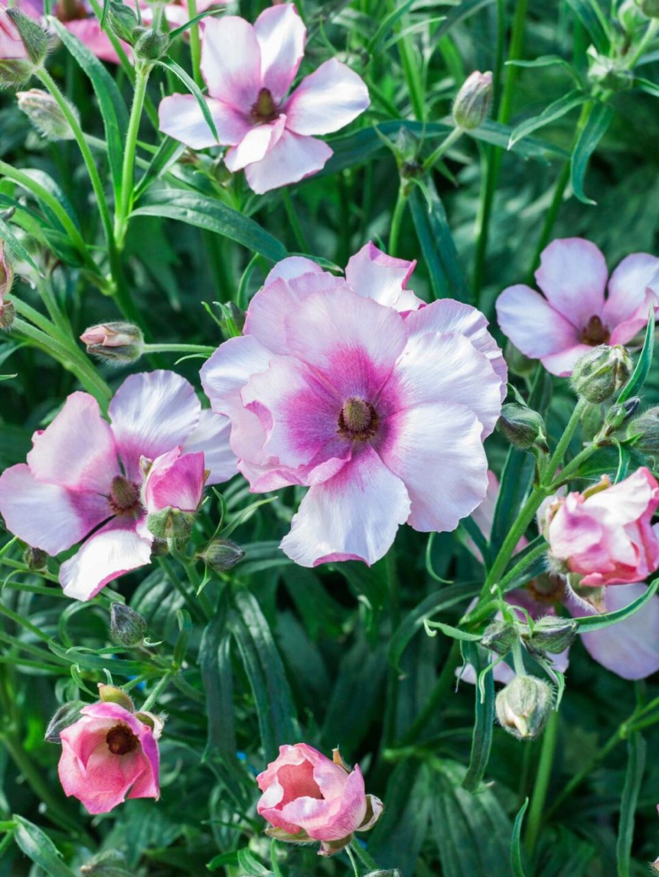 蝴蝶花毛茛|优雅永不过时,大号美人 名如其花,妥妥的大美人[庆祝]