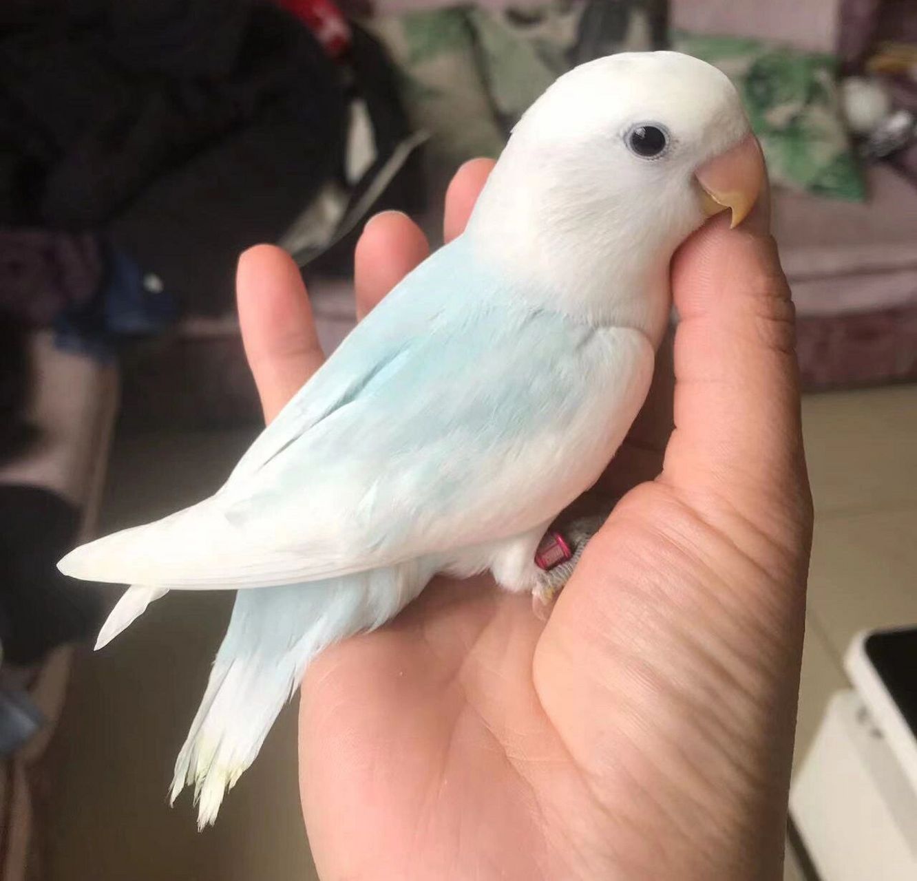 "派特鹦鹉"到底是什么意思?