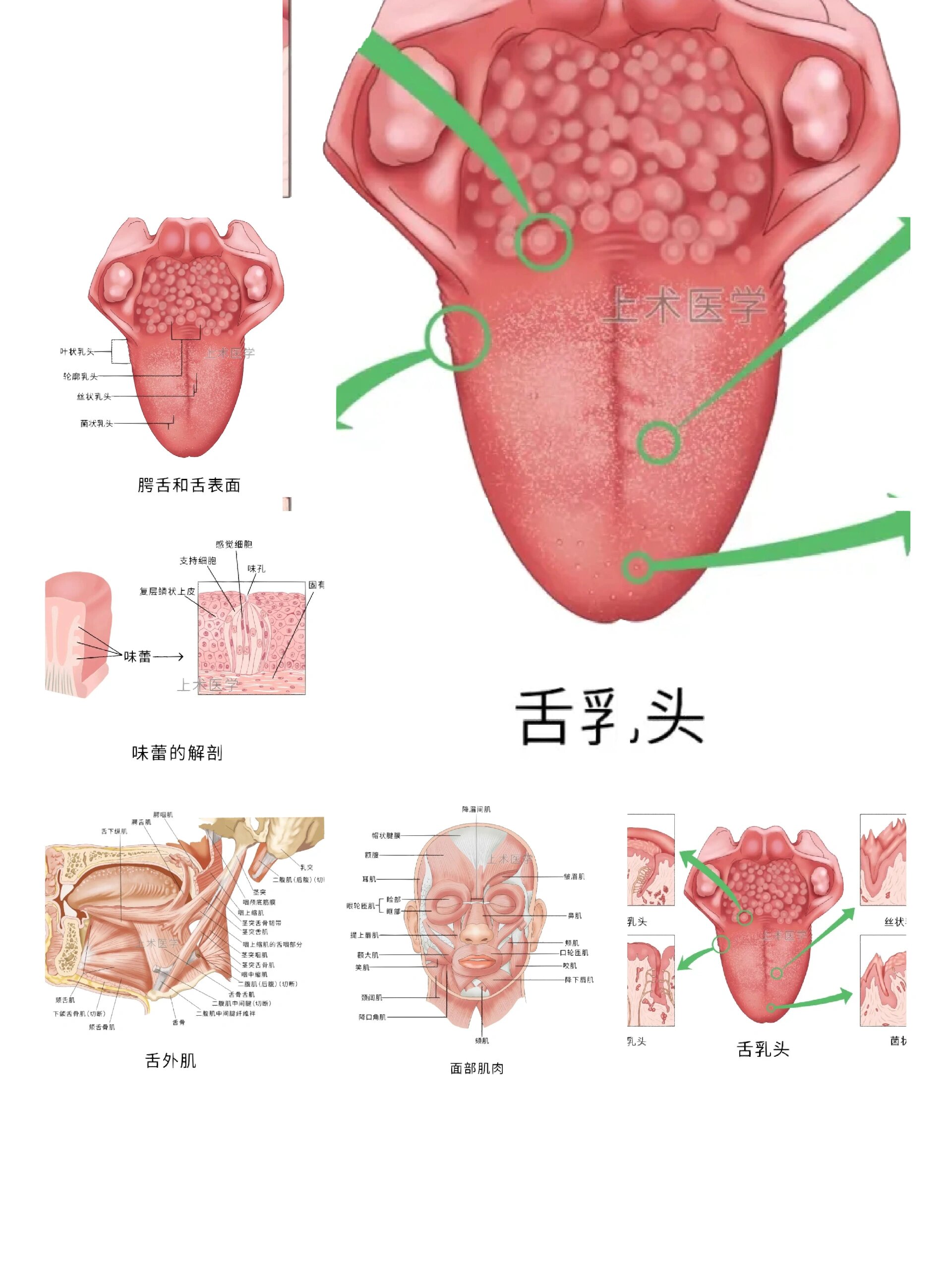 舌背位置图片