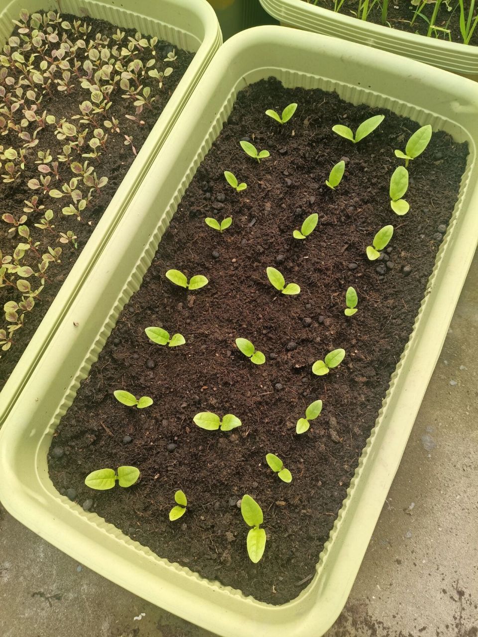 木耳菜基本所有苗都出来了78给分开重种下 前面三张是6月6日傍晚拍