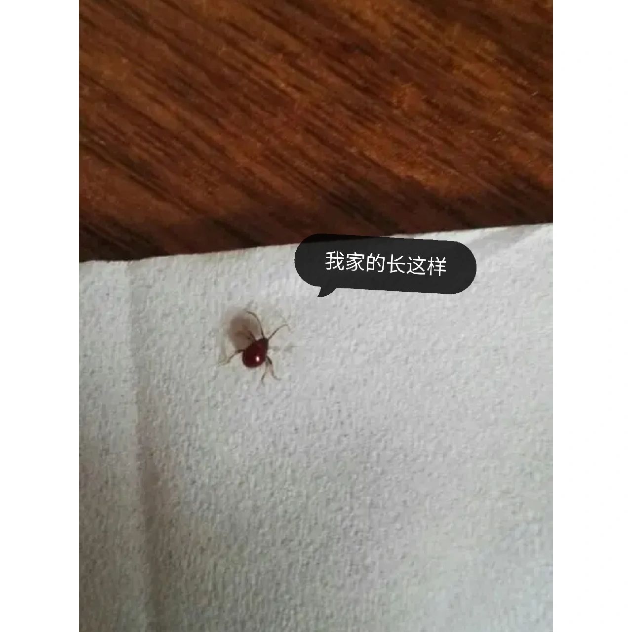 这是什么小虫子,是蜱虫吗?