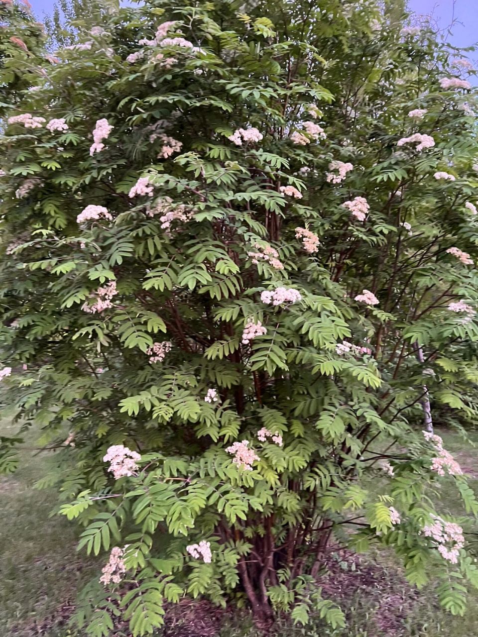 花楸树别名马加木,我国主要分布在东北,常用于园林