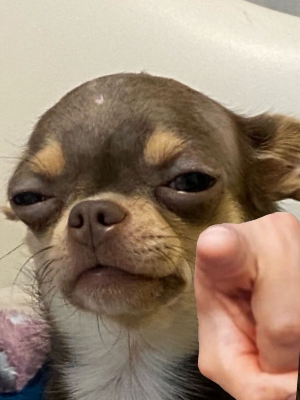 99吉娃娃骂人表情包!女人98你这是在玩火!  爱我你怕了吗!