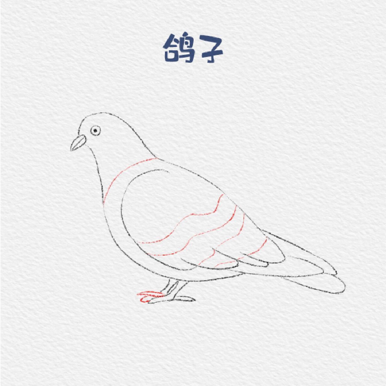 动物类—鸽子9415简笔画