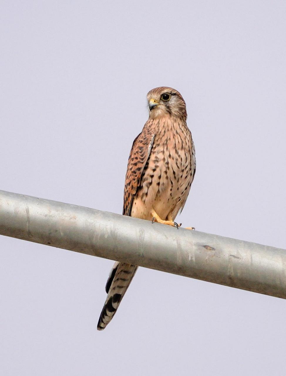 雄鸟头蓝灰色,背和翅上覆羽砖红色,具三角形黑斑;腰,尾上覆羽和尾羽