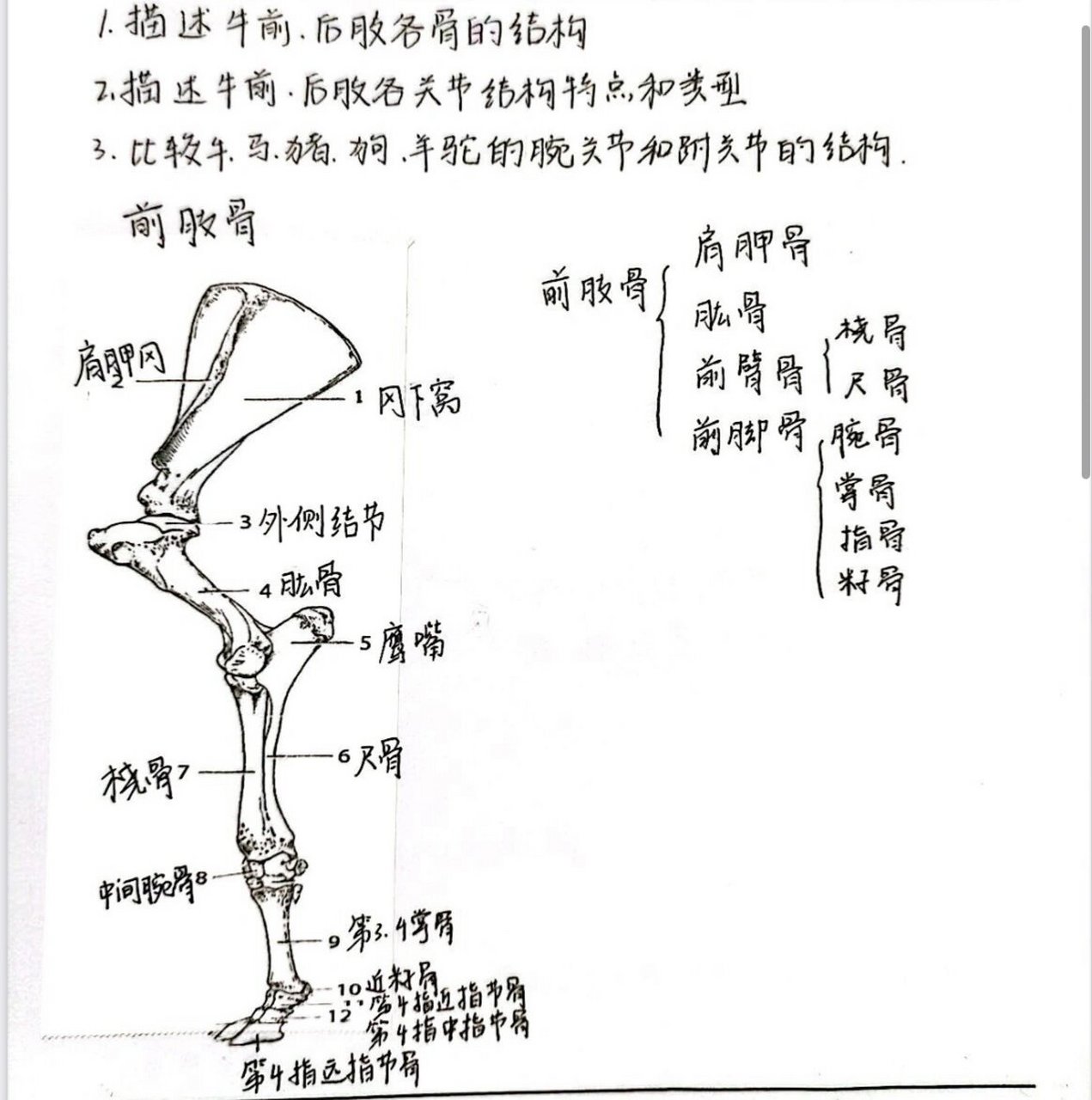 动物骨骼介绍图片