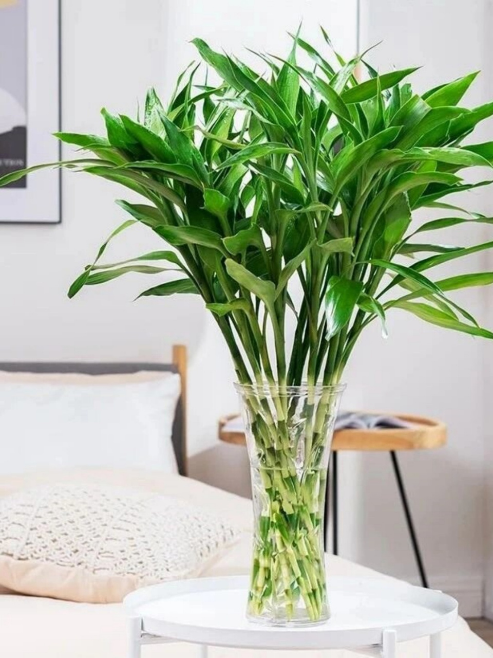 富贵竹寓意着富贵吉祥🎉,茎叶纤秀,柔美优雅😍,养在家里还能