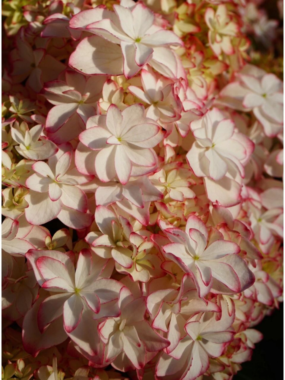 绣球卡伦～值得推荐的丰花品种 绣球卡伦,老枝开花品种,分枝性非常好.