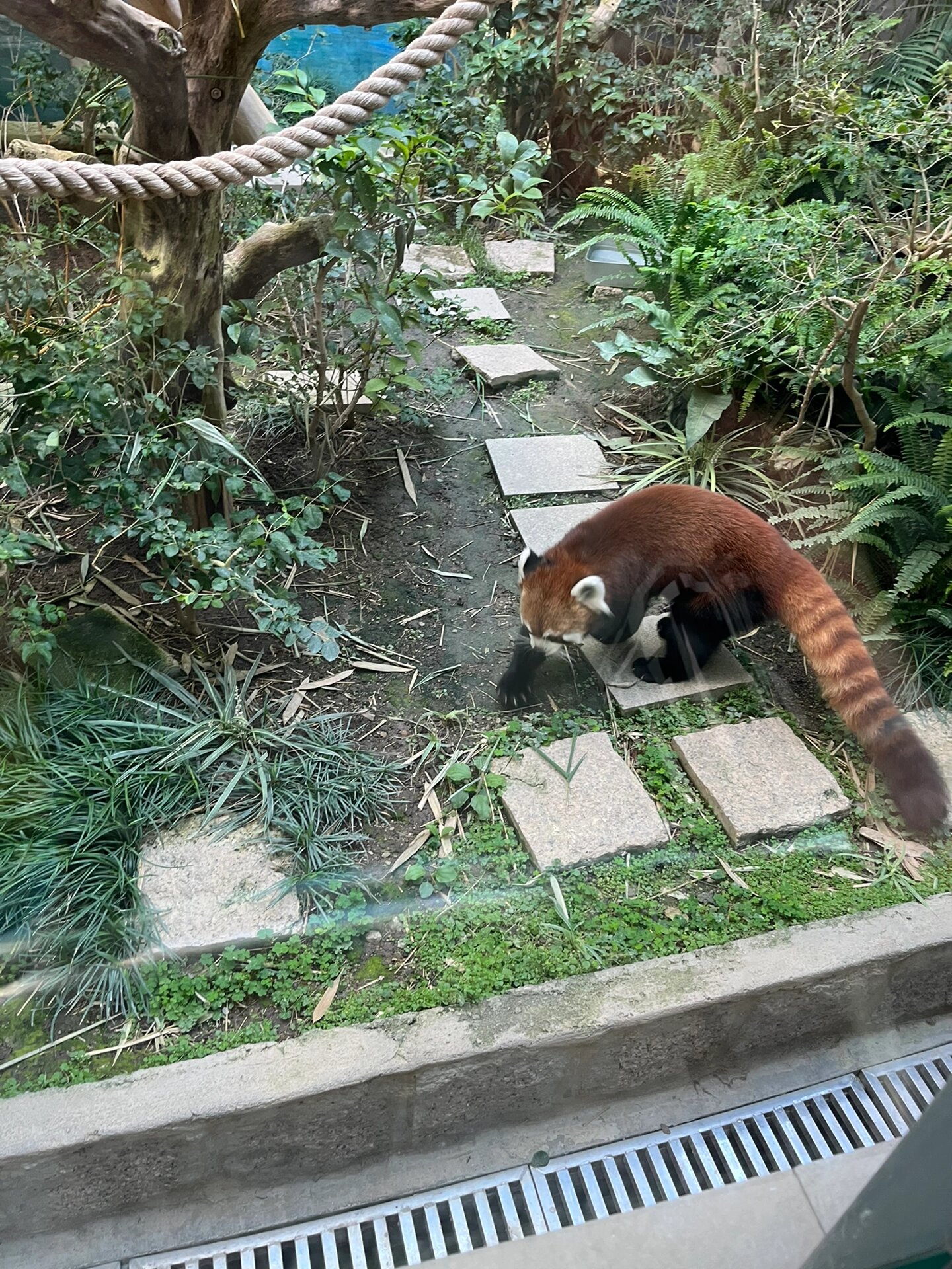 澳门9890石排湾郊野公园熊猫馆攻略