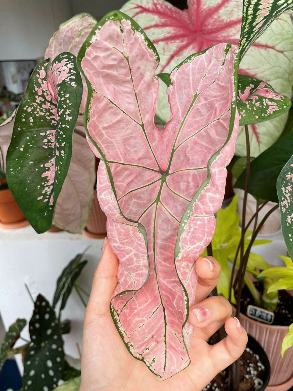 我的第七盆彩叶芋,粉色飞溅,它好仙女呀~我的天,太美了 #绿植# #彩叶