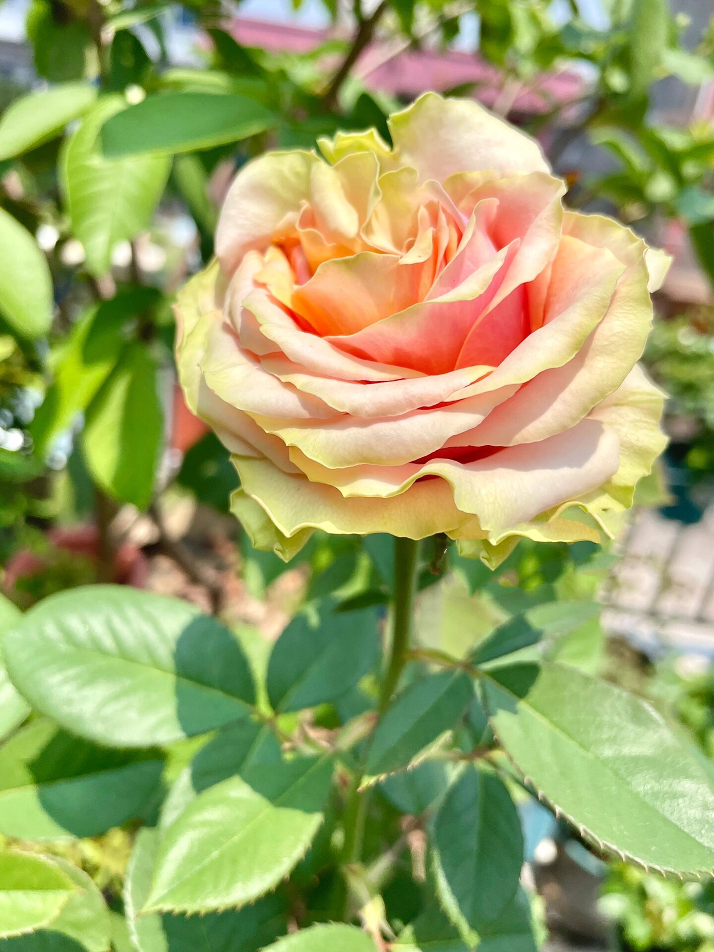 广东月季-迪威娜.