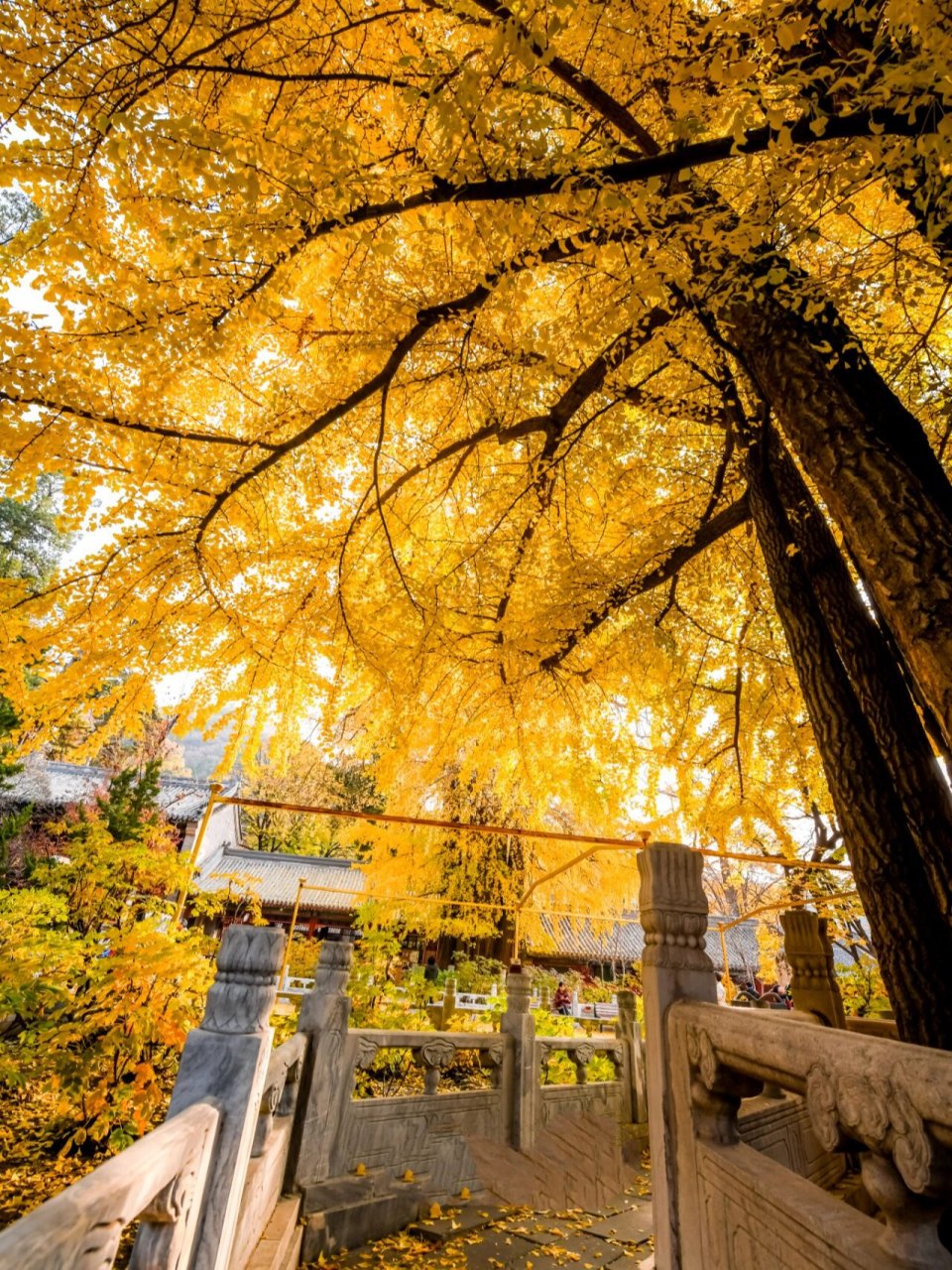 京城银杏拍摄点|潭柘寺帝王树 "先有潭柘寺,后有北京城".
