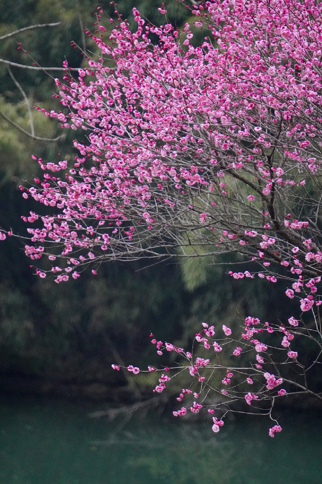 西溪湿地梅花开成绚烂花海# 红粉白相间,在碧水绿树映衬下,层层叠叠