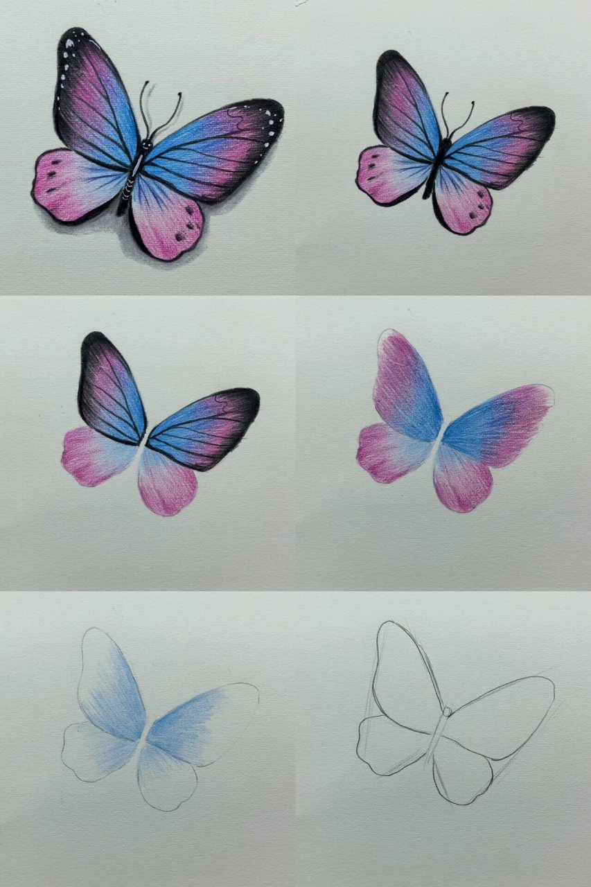 零基础彩铅:花蝴蝶详细绘画过程图