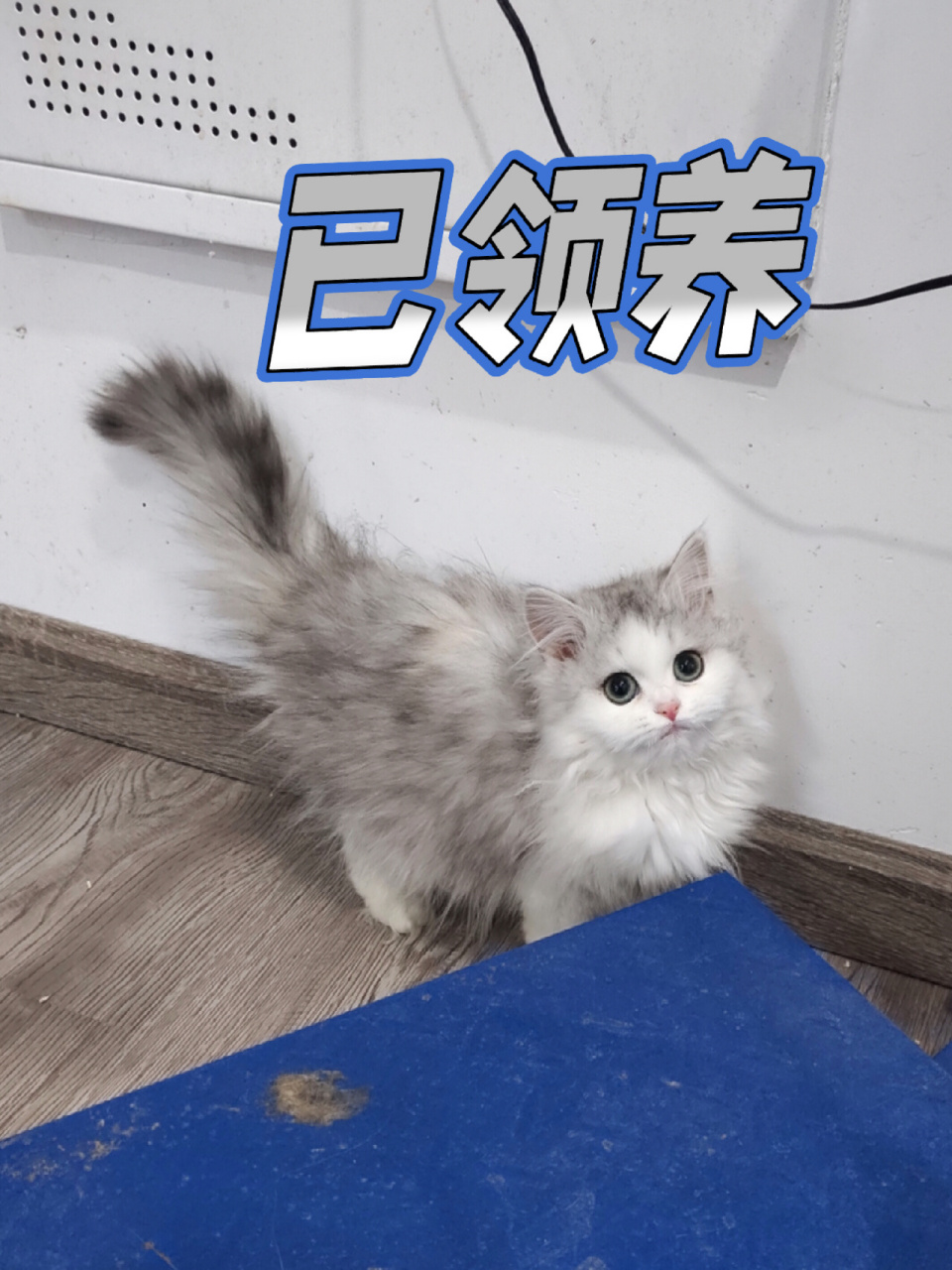 长毛银白高地已领养 长毛银白高地妹妹已领养