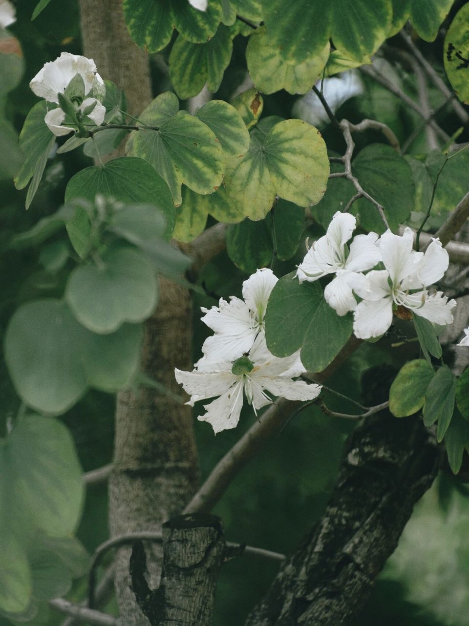 花蕊吐幽香,彩蝶闹斑斓-白色紫荆花 #花# #素材# #画画素材# #壁纸