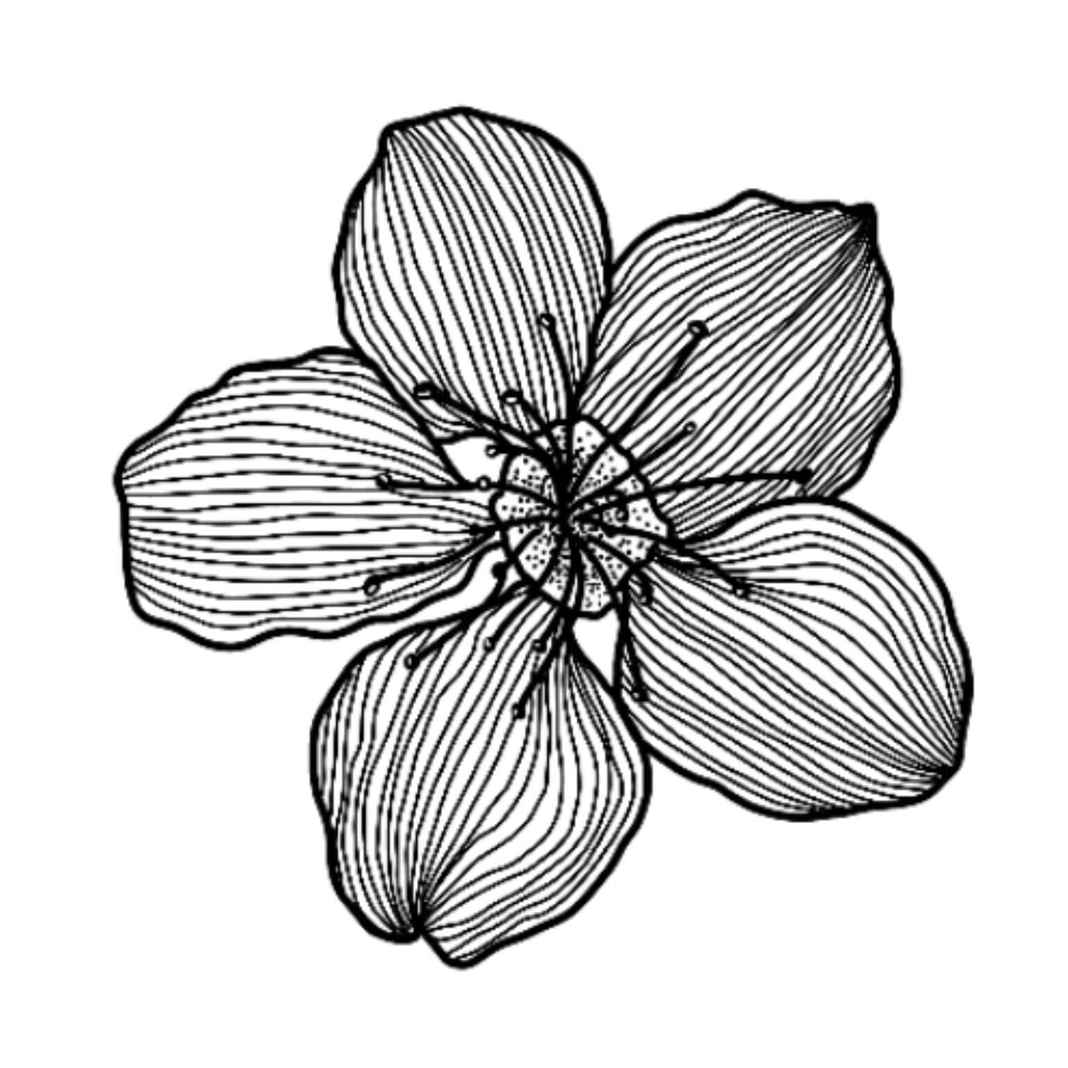 平面构成笔下的花