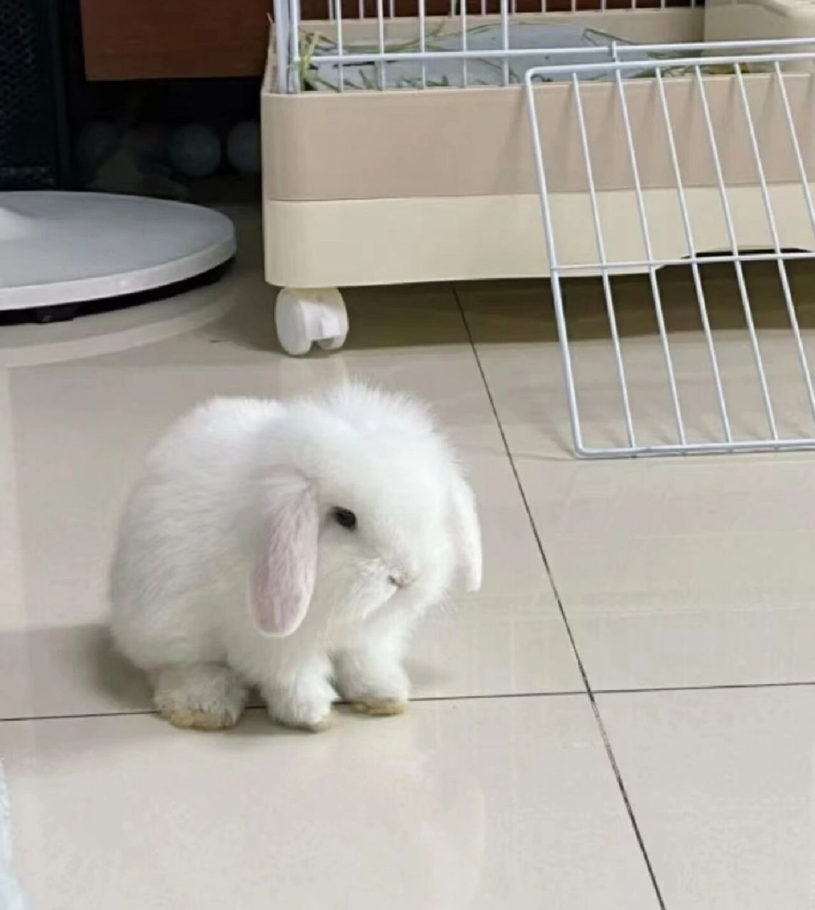 可爱的垂耳兔188一只哦送兔兔粮兔兔药