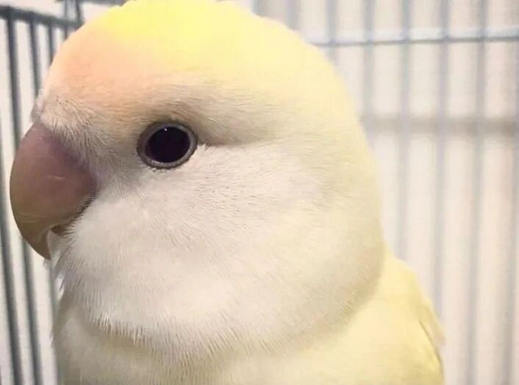 🔥牡丹鹦鹉品种大全🔥07✨日本桃✨ 🐦牡丹鹦鹉品种颜色如