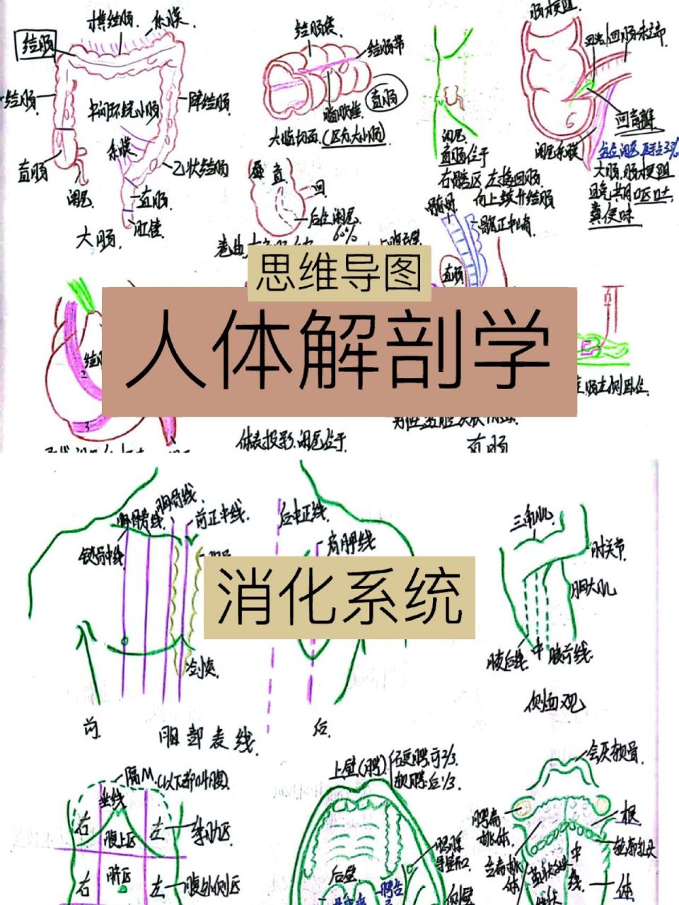 『人体解剖学』思维导图77绘图 消化系统—思维导图73手绘解剖图