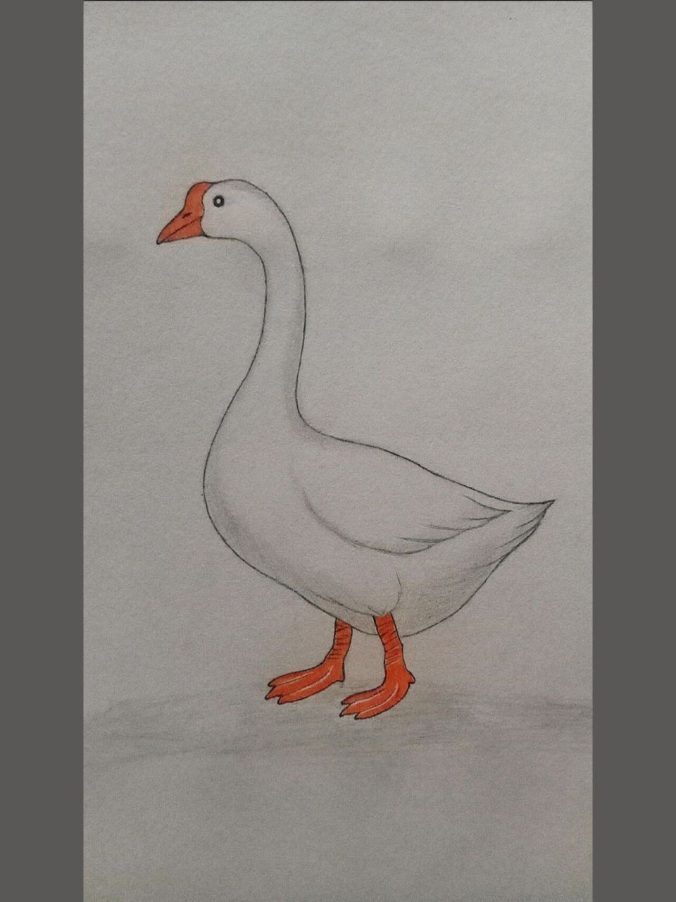 画了几年的画了 就这一张是我原创的 大鹅.