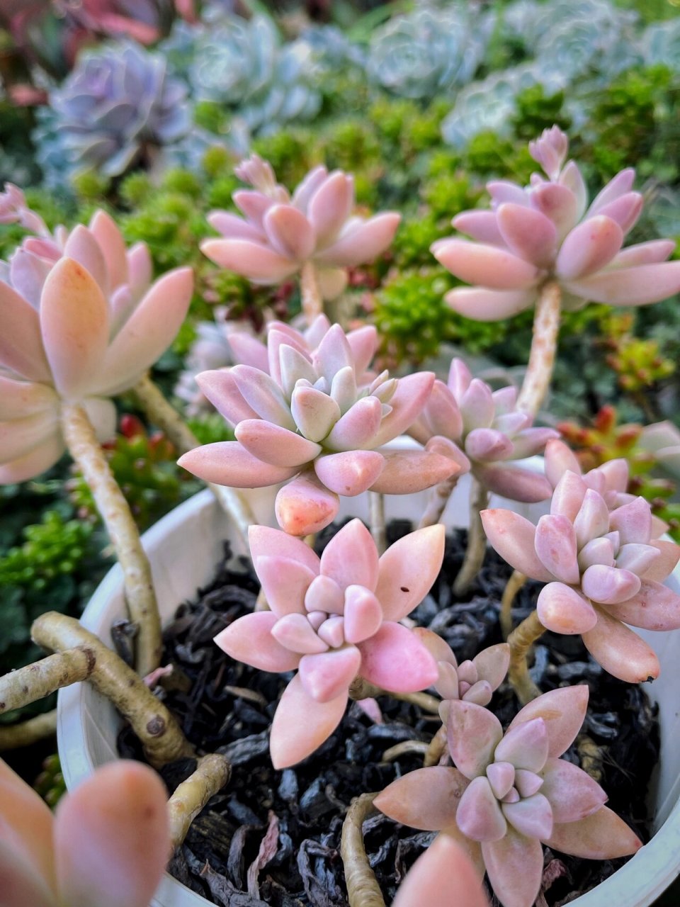 地栽多肉—秋丽(呃最好不要) tue 17 aug 2021 早上蹓跶 看到我大秋丽