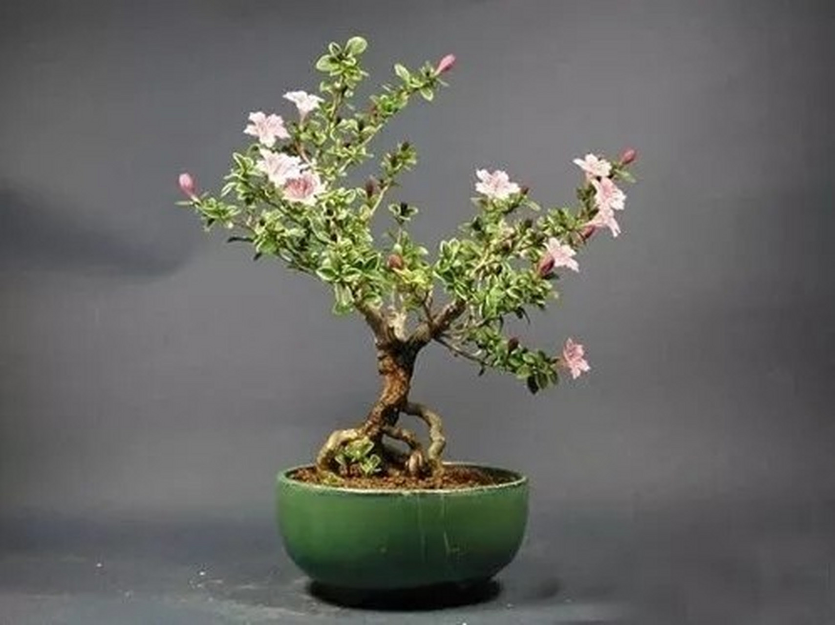 种一盆六月雪盆景,你与夏天最好的约定 六月雪是常绿小灌木,枝干清秀