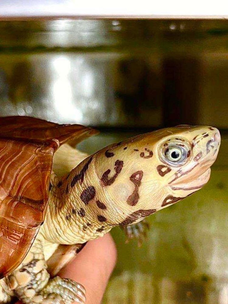 草龟科普|关于斑纹草龟 对于变异草龟也算是看尽天下之大体而各尽不同