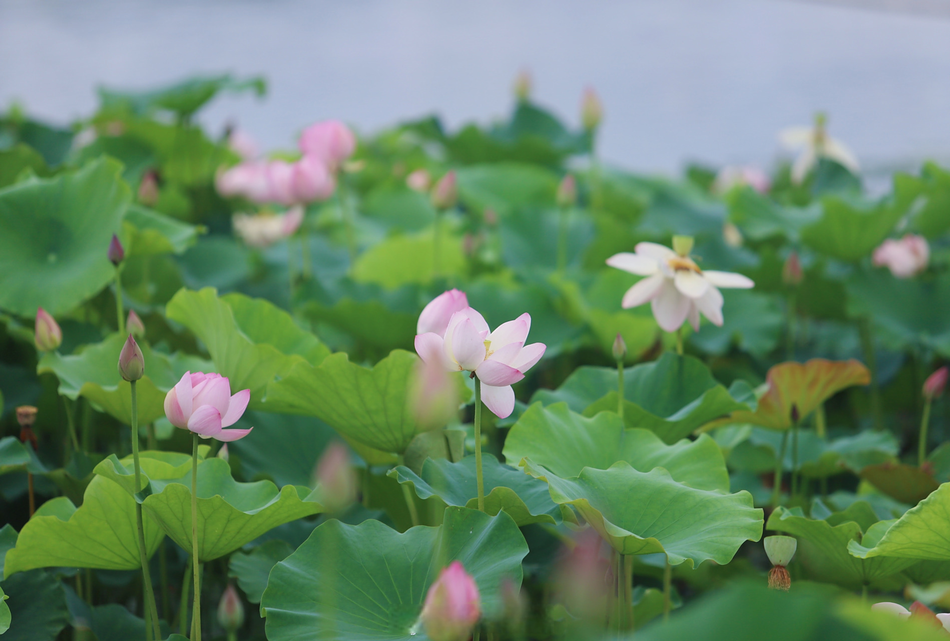 遂宁圣莲岛荷花正翩翩盛开.