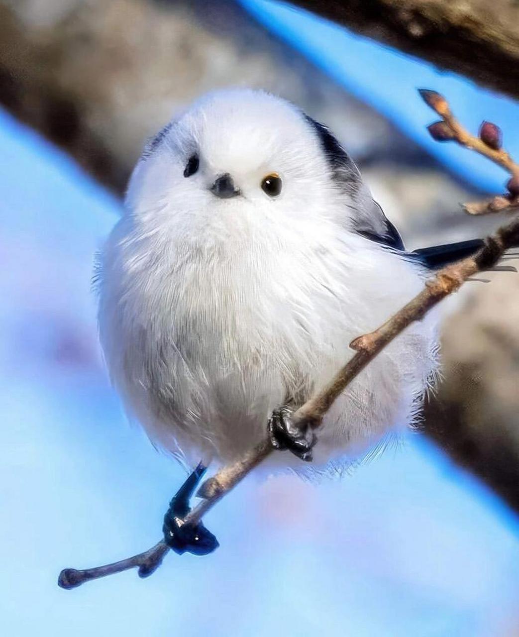 银喉长尾山雀 银喉长尾山雀(aegithalos caudatus)别名洋红儿,十姊妹