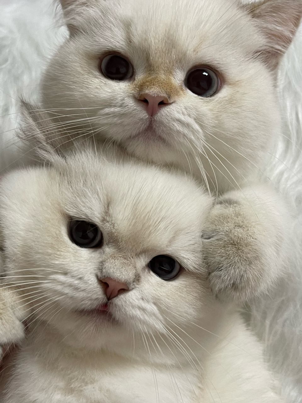 你是不是因为这张图片入坑金点的?