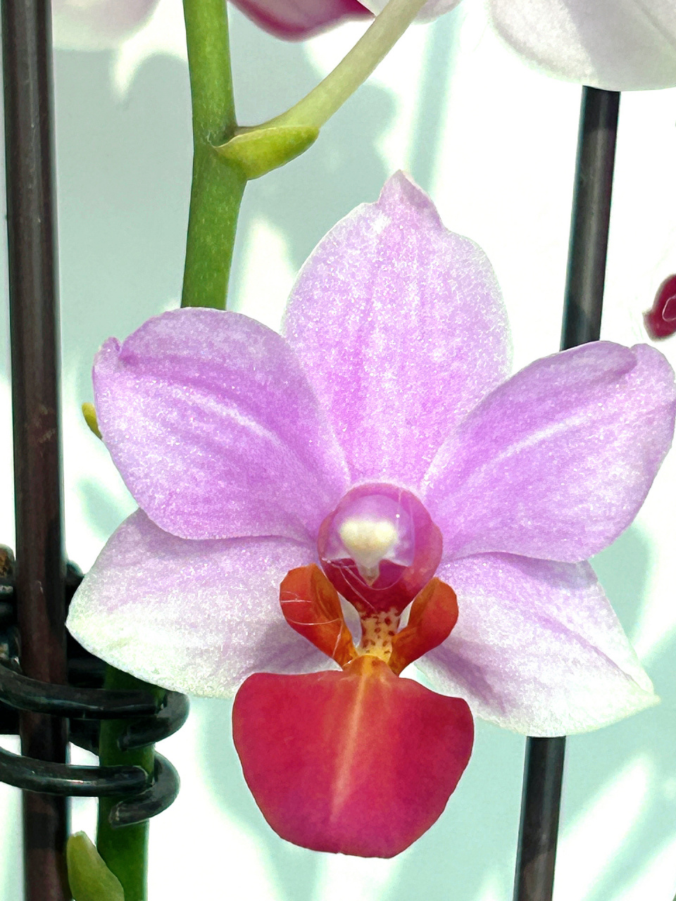 4贝瑞王子蝴蝶兰 喜欢这种开花量大的小花花,一串串一簇簇的,配色也很