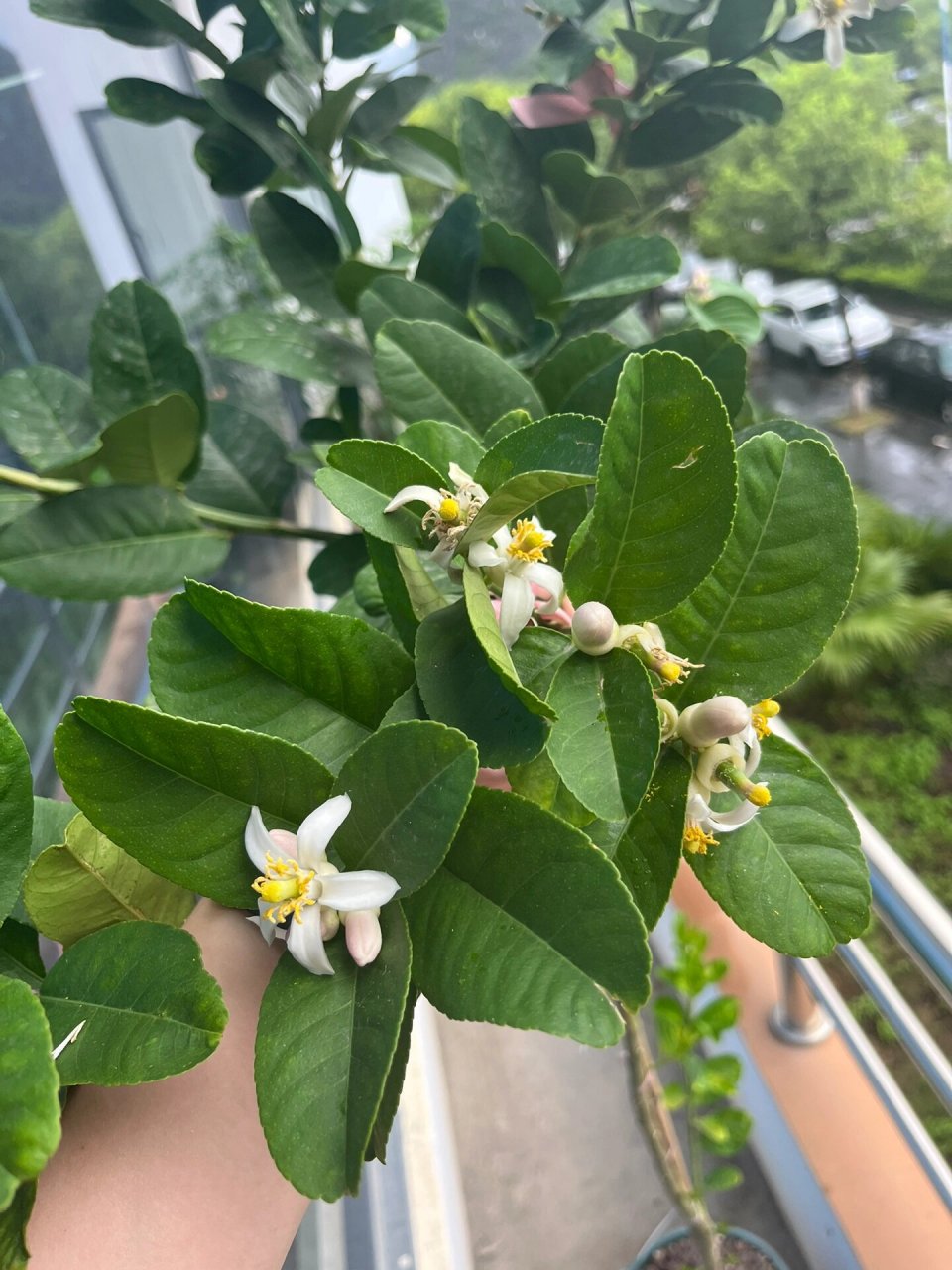 柠檬结果真的不需要受粉吗?