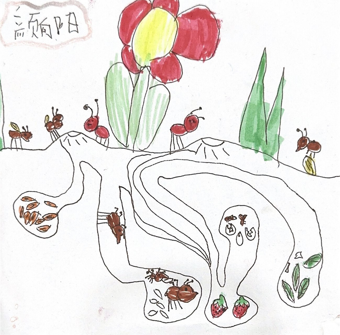 蚂蚁的地下洞穴 蚂蚁的地下王国 美术 绘画 幼儿园大班
