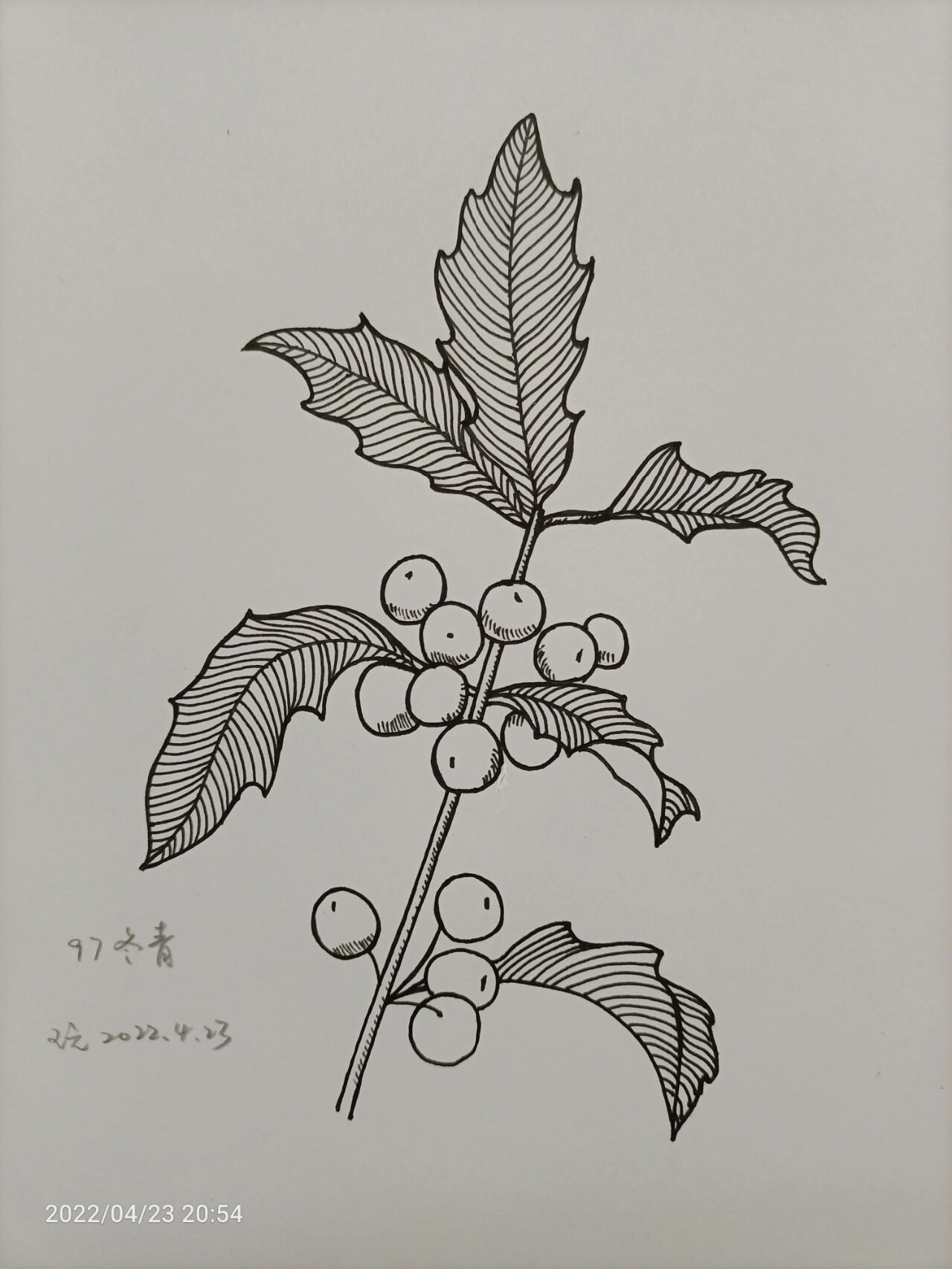 冬青