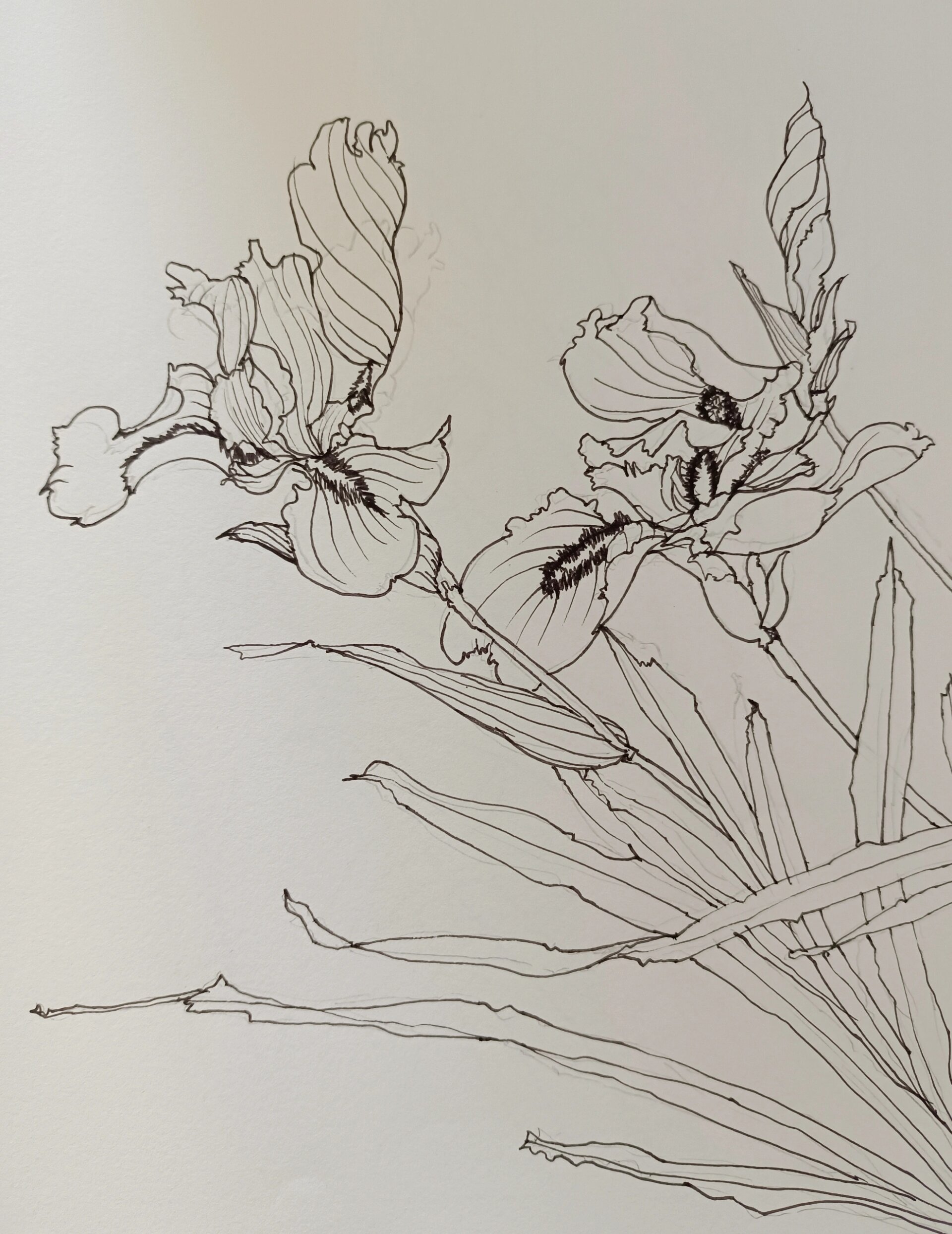 线描97——鸢尾花93合集系列(一